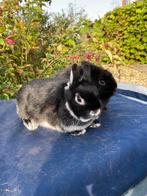 Kleurdwerg zwart zilvervos en zwarte voedster, Dieren en Toebehoren, Konijnen