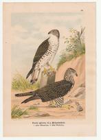 prent Pernis Apivorus wespendief lithografie E. de Maes, Natuur, Gebruikt, Verzenden, Voor 1940
