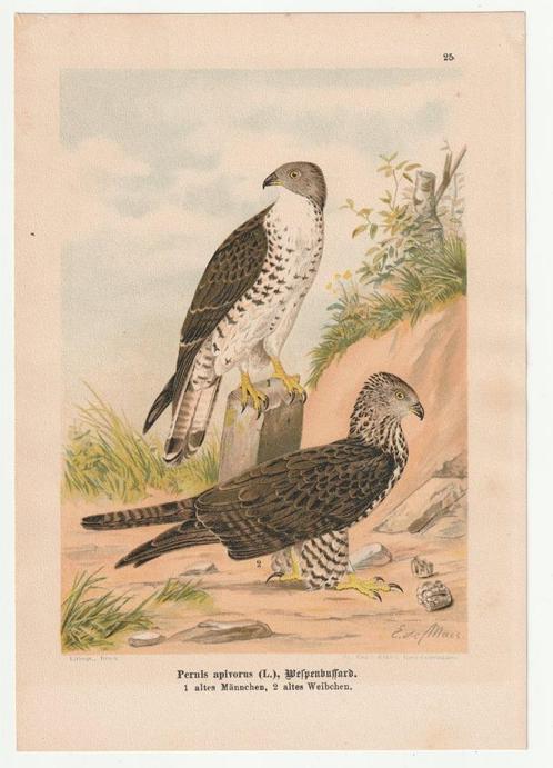prent Pernis Apivorus wespendief lithografie E. de Maes, Verzamelen, Foto's en Prenten, Gebruikt, Prent, Natuur, Voor 1940, Verzenden