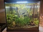 Aquarium met betta vis, Dieren en Toebehoren, Vissen | Aquaria en Toebehoren, Ophalen, Zo goed als nieuw, Gevuld zoetwateraquarium