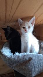 Lieve aanhankelijke kittens, Dieren en Toebehoren, Katten en Kittens | Overige Katten, Meerdere dieren, Kortharig, 0 tot 2 jaar