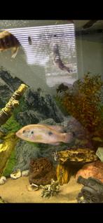 2 soorten cichilden, Dieren en Toebehoren, Vis