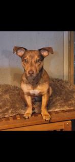 zeer mooie merle reu te koop, HCC (leverziekte), Jack Russell Terriër, Reu, 1 tot 2 jaar