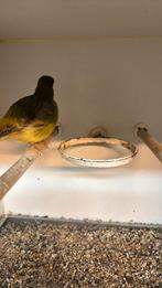 Kanarie (fife fancy) 2024, Dieren en Toebehoren, Mannelijk, Geringd