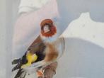 Majoor putter man, Dieren en Toebehoren, Vogels | Overige Vogels, Mannelijk, Wildzangvogel