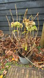 Grote tuinhortensia, Tuin en Terras, Planten | Tuinplanten, Ophalen, Overige soorten, Volle zon