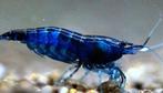 Blue dream/velvet garnalen op kraanwater, Dieren en Toebehoren, Vissen | Aquariumvissen, Kreeft, Krab of Garnaal, Zoetwatervis