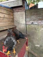 1x haan en 1x hen, Dieren en Toebehoren, Pluimvee, Meerdere dieren, Kip