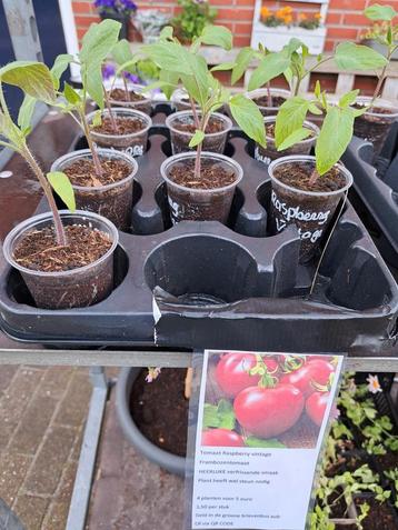 vaste plantjes en tomaten verkoop in Gieten 