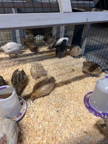 Kwartels beschikbaar voor biedingen