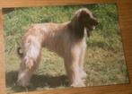 Ansichtkaart hond honden Afghaan Afghaanse windhond, Verzamelen, Verzenden, 1980 tot heden, Ongelopen, Hond of Kat