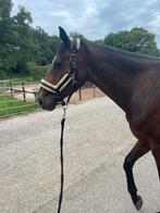 Super mooie lieve merrie, Dieren en Toebehoren, Paarden, Merrie, Zadelmak, 3 tot 6 jaar, 160 tot 165 cm