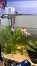 Koppel oranda, Dieren en Toebehoren, Vissen | Aquaria en Toebehoren, Ophalen, Nieuw
