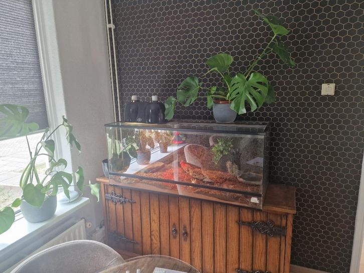 Boa constrictor imperator, Dieren en Toebehoren, Reptielen en Amfibieën, Slang, 0 tot 2 jaar, Met terrarium, Tam