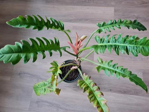 Philodendron narrow, Huis en Inrichting, Kamerplanten, Overige soorten, Minder dan 100 cm, Ophalen of Verzenden