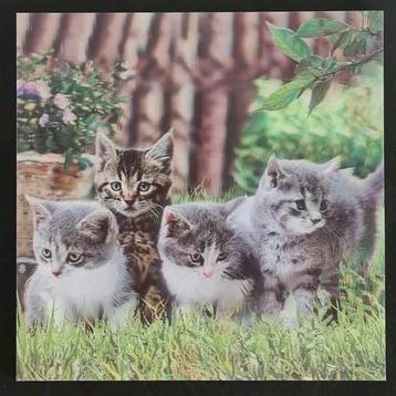 Holografische kitten foto op hout beschikbaar voor biedingen