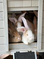 Duitse reuze konijnen, Meerdere dieren, Dwerg