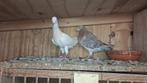 Mooie sierduiven koppel te koop, Dieren en Toebehoren, Meerdere dieren, Overige soorten