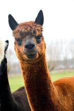 Lieve knappe Gio, alpaca ruin halstermak, Dieren en Toebehoren, Overige Dieren, Mei, Mannelijk