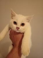 Kitten, Dieren en Toebehoren, Katten en Kittens | Raskatten | Korthaar, Poes, 0 tot 2 jaar