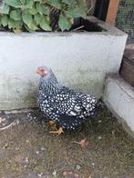 3 Wyandotte krielkip hennen zwart zilver heel mooi!, Dieren en Toebehoren, Pluimvee, Vrouwelijk, Kip