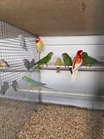 Koppel rosela.s rubino maal lutino, Dieren en Toebehoren, Vogels | Parkieten en Papegaaien, Meerdere dieren, Parkiet, Geringd