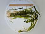 Vallisneria, Dieren en Toebehoren, Vissen | Aquaria en Toebehoren, Ophalen, Nieuw, Plant(en), Steen of Hout