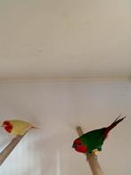papegaaiammedine  koppel, Dieren en Toebehoren, Vogels | Overige Vogels, Meerdere dieren, Tropenvogel