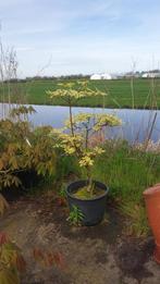 Kornoelje Cornus controversa variegata 75/80cm, Tuin en Terras, Planten | Bomen, In pot, Minder dan 100 cm, Lente, Overige soorten