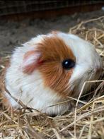 Nog 7 cavia’s tekoop, Meerdere dieren, Cavia, Na 1 juli 2024, Tam