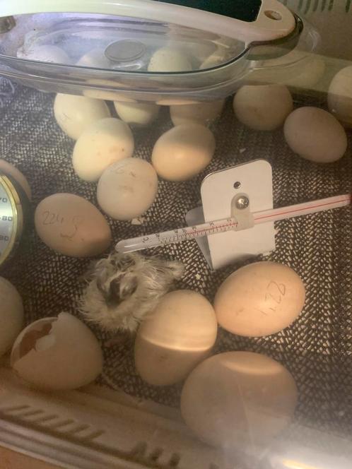 EENDAGSKUIKENS Usa zijdehoen voor broedse hen niet geent, Dieren en Toebehoren, Pluimvee, Kip, Geslacht onbekend