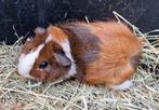 Cavia beertjes, Dieren en Toebehoren, Knaagdieren, Oktober, Mannelijk, Cavia
