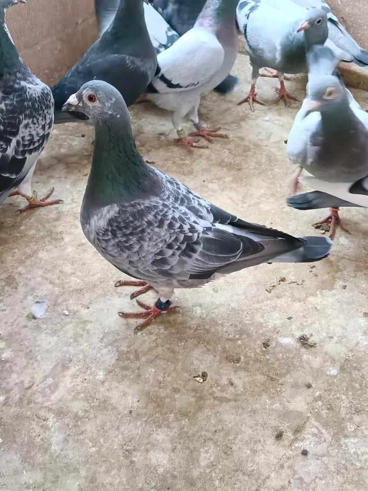 Rechtstreekse Gert Rotman, Dieren en Toebehoren, Vogels | Duiven, Postduif, Mannelijk