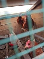 3 legkippen, Dieren en Toebehoren, Pluimvee, Vrouwelijk, Kip