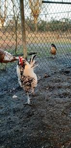 Broedeieren van Oud-Hollandse rassen, Dieren en Toebehoren, Pluimvee, Geslacht onbekend, Kip