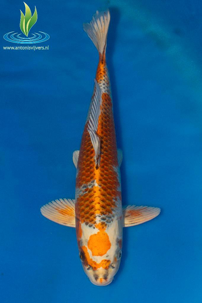 064 Kujaku, Dieren en Toebehoren, Vissen | Vijvervissen, Karper of Koi