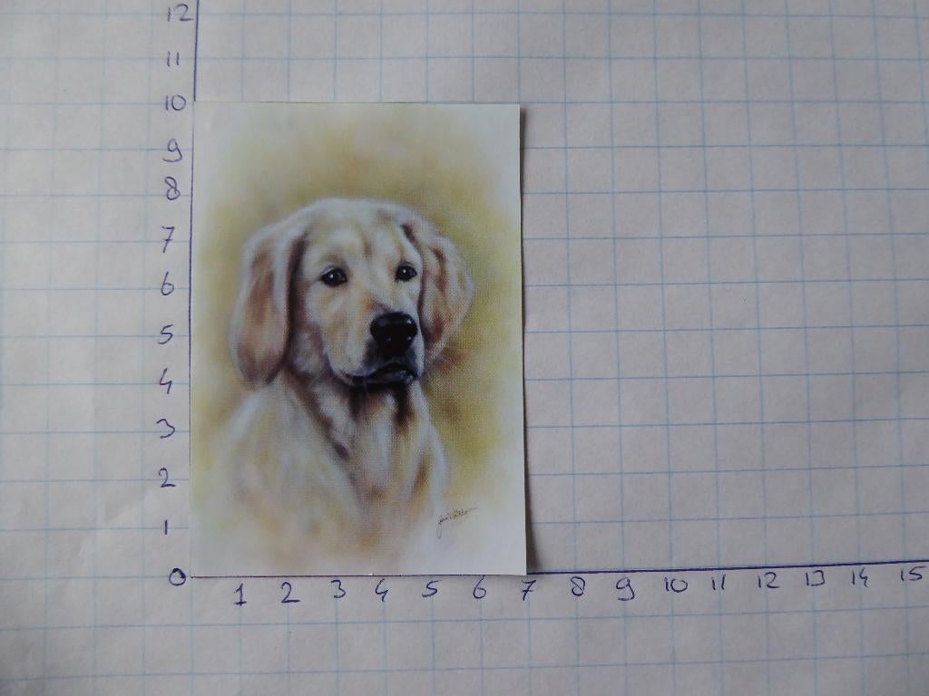 nr. 262 - uitgeknipt 3d plaatje, Hobby en Vrije tijd, Kaarten | Zelf maken, Ophalen of Verzenden, Nieuw, Dieren, Knipvel