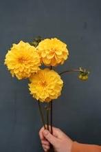 Dahlia knollen Golden scepter, Tuin en Terras, Ophalen of Verzenden, Voorjaar, Volle zon, Knol