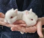 Super tam mega kleinblijvend baby konijntje, Dieren en Toebehoren, Konijnen, Mannelijk, Dwerg