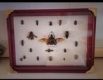 Kevers- Beetles taxidermie, Dieren en Toebehoren, Overige soorten