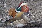 Mandarijn eend, Dieren en Toebehoren, Pluimvee, Mannelijk, Eend