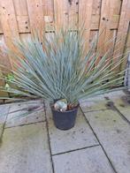 Yucca Rostrata (dubbele kop) pot 27, Tuin en Terras, Zomer, Ophalen of Verzenden, Overige soorten, Volle zon