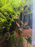 Gratis guppies, Dieren en Toebehoren, Vissen | Aquariumvissen, Vis