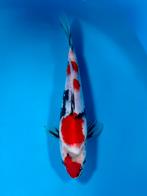 HQ Tosai Kindai Showa 25-30cm Conais Japanse koi, Karper of Koi