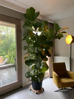 Kamer plant xxl, Ficus, 200 cm of meer, In pot, Groene kamerplant