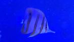 Chelmon Rostratus, Dieren en Toebehoren, Vissen | Aquariumvissen, Vis, Zoutwatervis