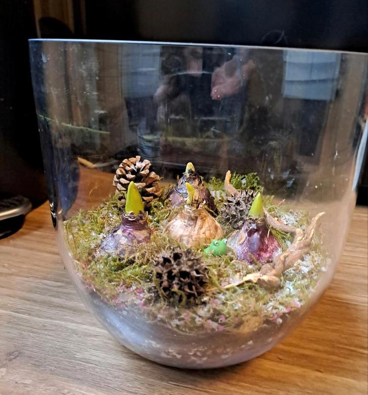 Glazen pot 10 voorjaarsbloeiers Hyacint Narcis Krokus Mos🪻, Huis en Inrichting, Kamerplanten, Overige soorten, Minder dan 100 cm