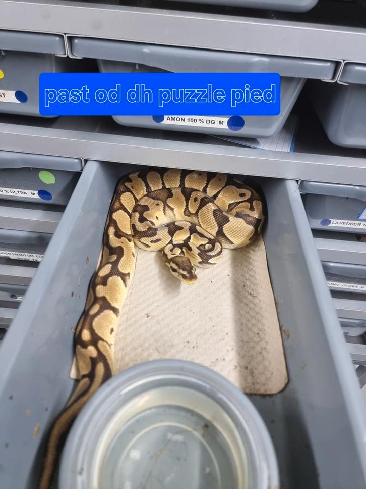 Ballpython koningspython python regius, Dieren en Toebehoren, Reptielen en Amfibieën, Slang, 0 tot 2 jaar