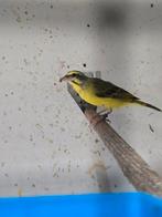 Mozambique sijs pop, Dieren en Toebehoren, Vogels | Overige Vogels, Vrouwelijk, Tropenvogel, Geringd