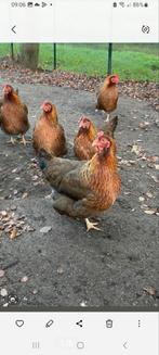 Nog 2 Welsumer Kippen, Dieren en Toebehoren, Vrouwelijk, Kip